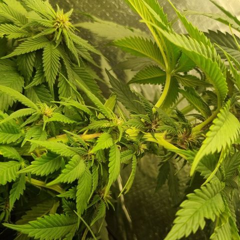 Purple punch P growlog timeline photo
