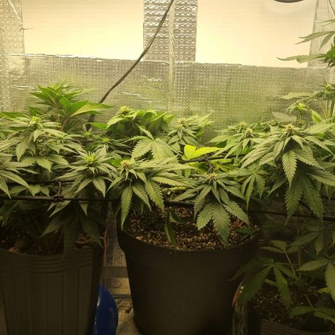 Purple punch P growlog timeline photo