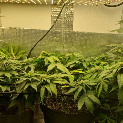 Purple punch P growlog timeline photo