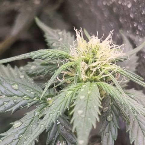 Purple punch P growlog timeline photo