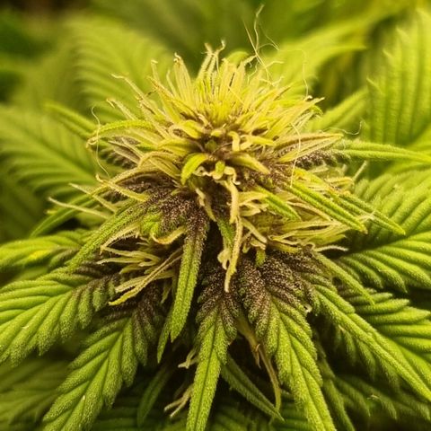 Purple punch P growlog timeline photo