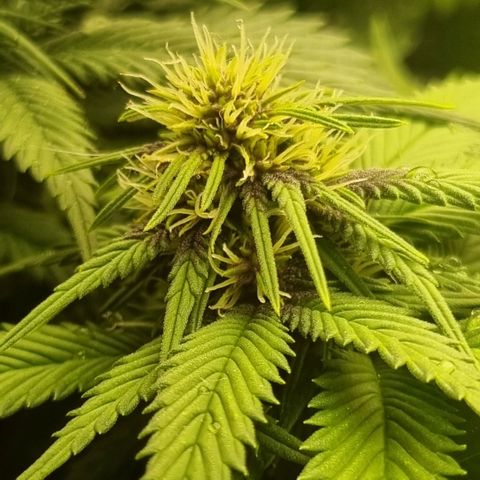 Purple punch P growlog timeline photo