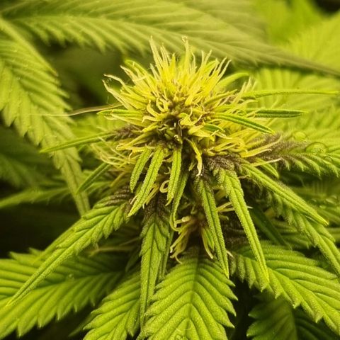 Purple punch P growlog timeline photo