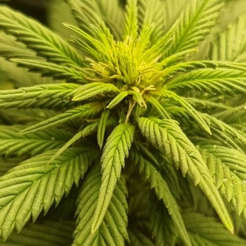 Purple punch P growlog timeline photo