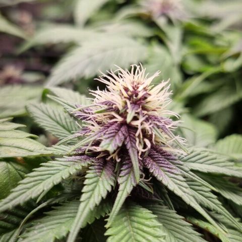 Purple punch P growlog timeline photo