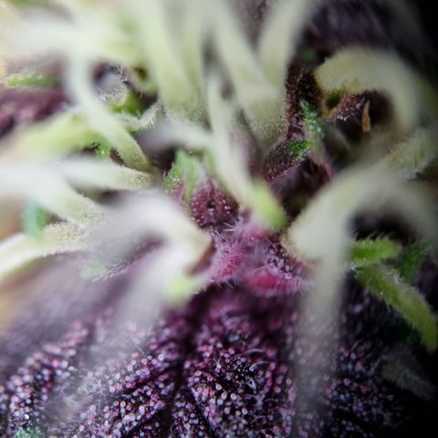Purple punch P growlog timeline photo