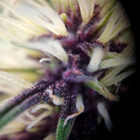 Purple punch P growlog timeline photo