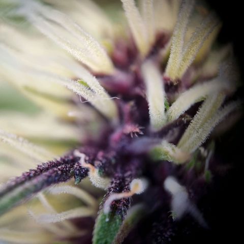 Purple punch P growlog timeline photo
