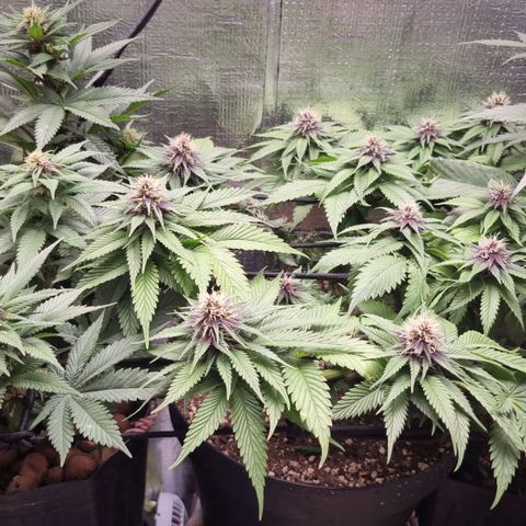 Purple punch P growlog timeline photo
