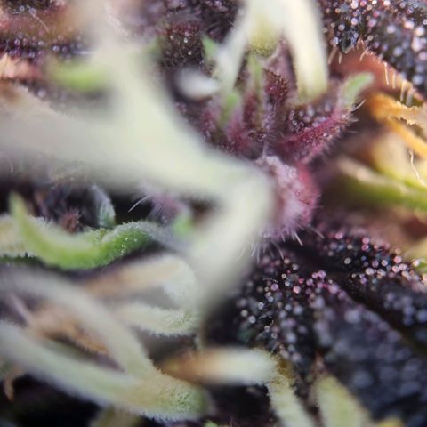 Purple punch P growlog timeline photo