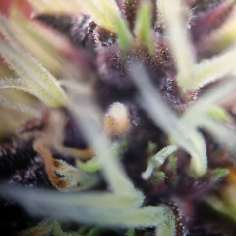Purple punch P growlog timeline photo