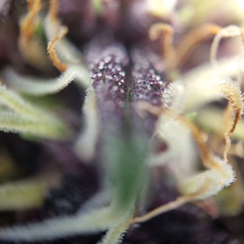 Purple punch P growlog timeline photo
