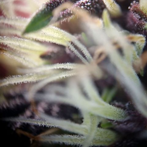 Purple punch P growlog timeline photo