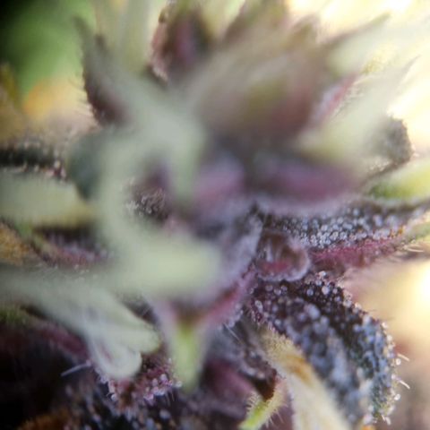 Purple punch P growlog timeline photo