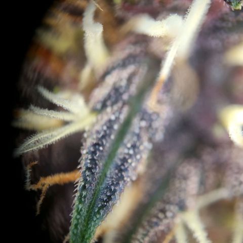 Purple punch P growlog timeline photo