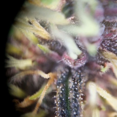 Purple punch P growlog timeline photo