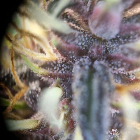 Purple punch P growlog timeline photo
