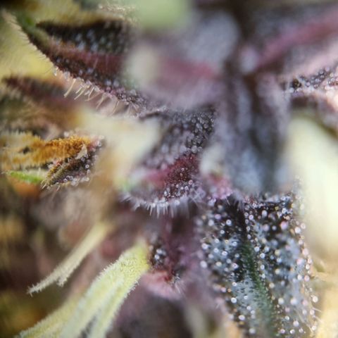 Purple punch P growlog timeline photo