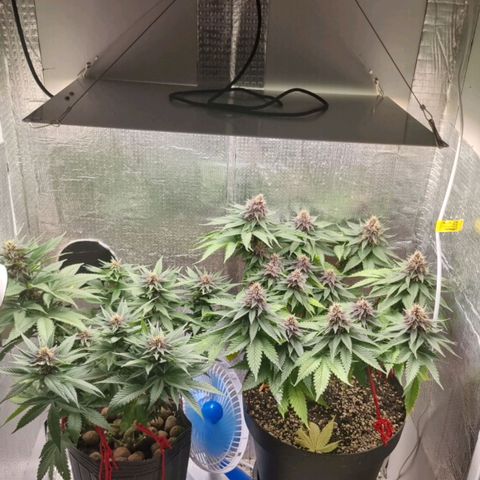 Purple punch P growlog timeline photo