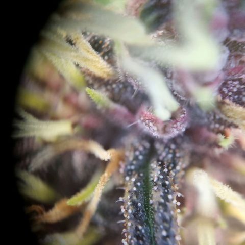 Purple punch P growlog timeline photo