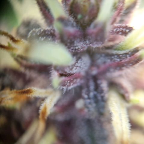 Purple punch P growlog timeline photo