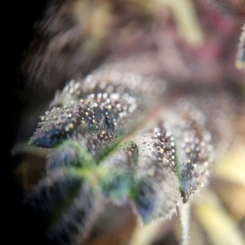 Purple punch P growlog timeline photo