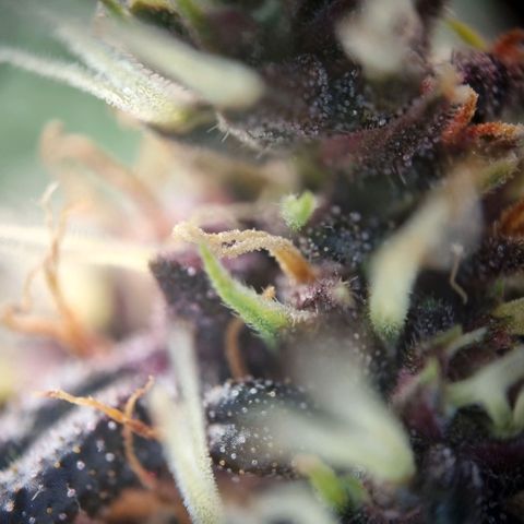Purple punch P growlog timeline photo