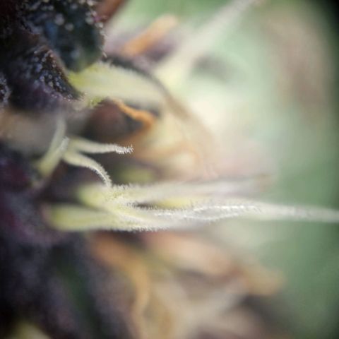 Purple punch P growlog timeline photo