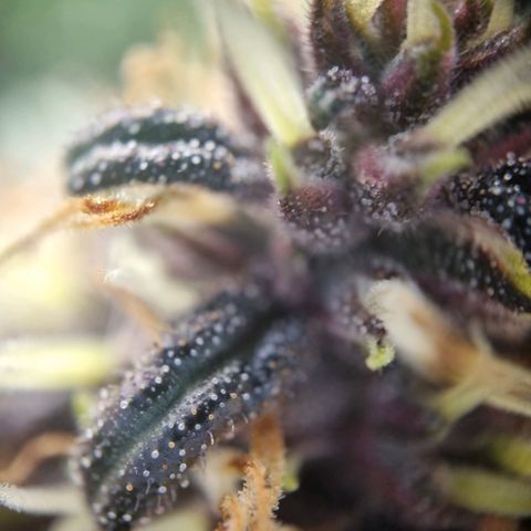 Purple punch P growlog timeline photo