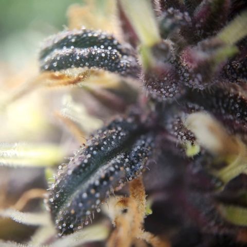 Purple punch P growlog timeline photo