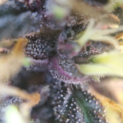 Purple punch P growlog timeline photo