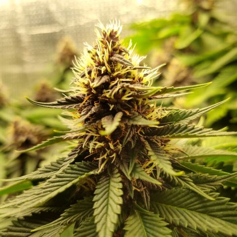 Purple punch P growlog timeline photo