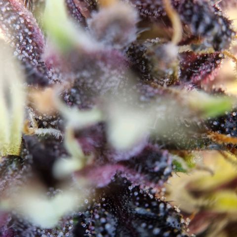 Purple punch P growlog timeline photo