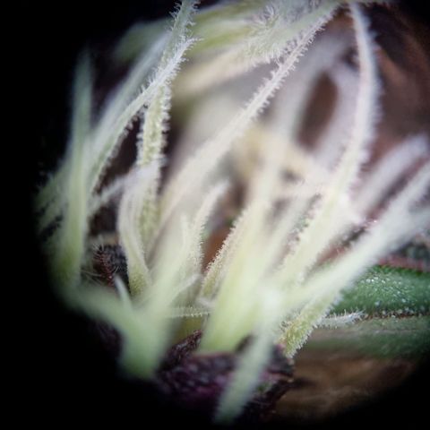 Purple punch P growlog timeline photo