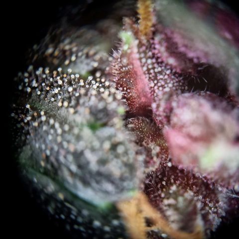 Purple punch P growlog timeline photo