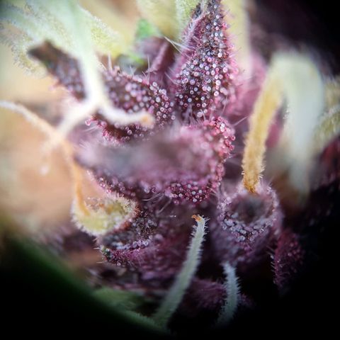 Purple punch P growlog timeline photo