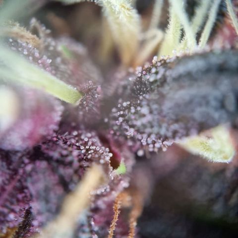Purple punch P growlog timeline photo