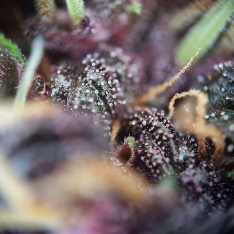 Purple punch P growlog timeline photo