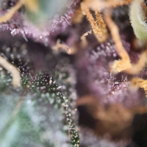 Purple punch P growlog timeline photo