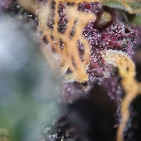 Purple punch P growlog timeline photo