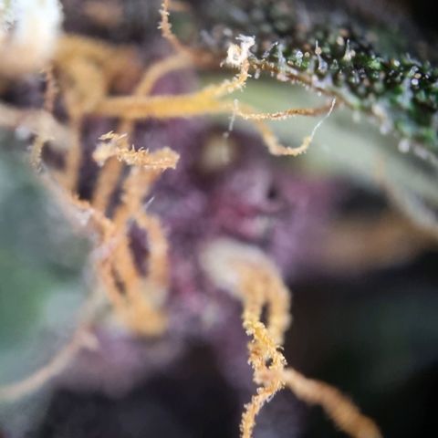 Purple punch P growlog timeline photo
