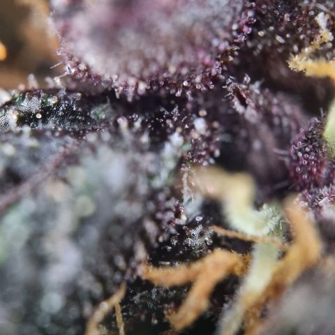 Purple punch P growlog timeline photo