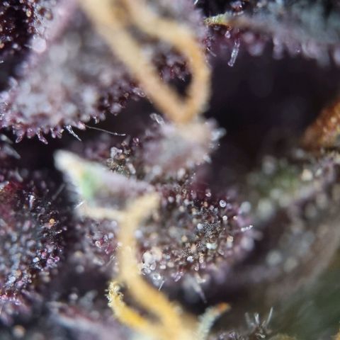 Purple punch P growlog timeline photo