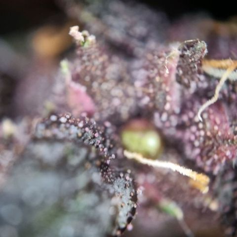 Purple punch P growlog timeline photo