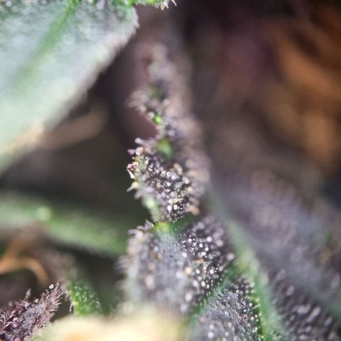 Purple punch P growlog timeline photo