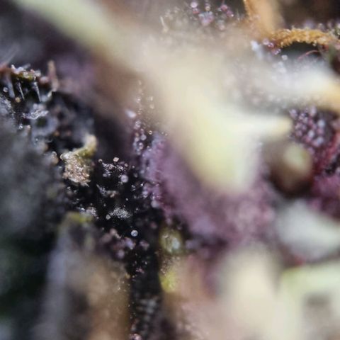 Purple punch P growlog timeline photo
