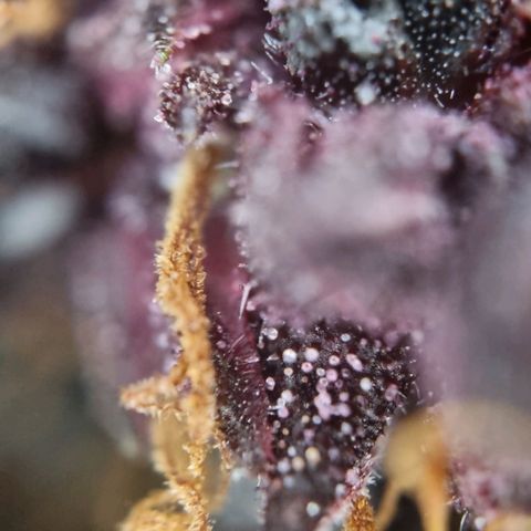 Purple punch P growlog timeline photo