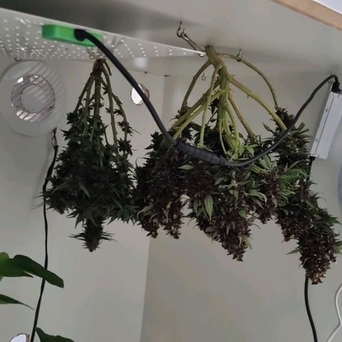 Purple punch P growlog timeline photo