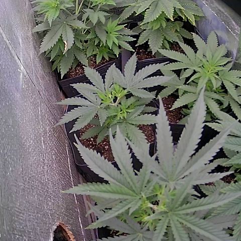 Segunda fornada growlog timeline photo