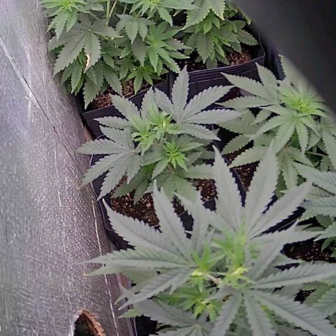 Segunda fornada growlog timeline photo
